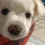 Shuo Li99 Github - High Quality Geometric Image - Full HD