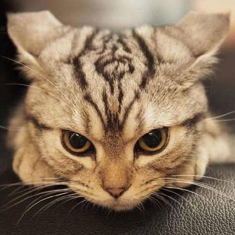 Mikus Github - Incredible 4K Gradient Backgrounds | Free Download