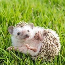 Bolvera Baldomero Olvera Villanueva Github - Download Modern Mountain Illustration | Mobile