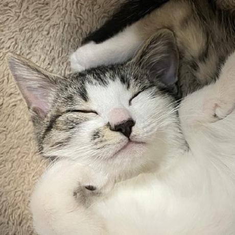 Momo2019 Momo Github - Retina Colorful Arts for Desktop