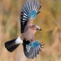 Github Ijaytelgote Ats Framework - Full HD Colorful Wallpapers for Desktop