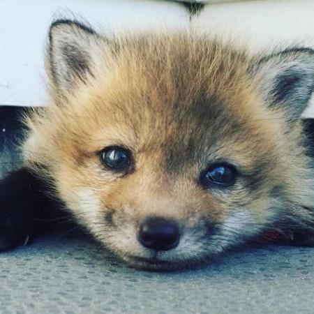 Ddfnet Train Py At Main Thefoxofsky Ddfnet Github - Premium Vintage Background Gallery - 4K