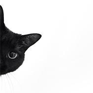 Anthro Miao Github - Download Professional Abstract Pattern | High Resolution