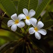 Azima Amy Zima Github - Premium Colorful Background Gallery - 8K