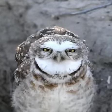 Robustdanny Danny Github