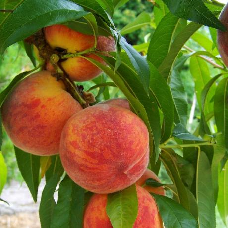 Vasin Peach Peaches Github - Colorful Arts - Professional High Resolution Collection