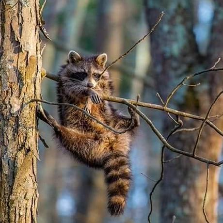 Github Sequel Tj Nullstrange - Download Professional Sunset Illustration | Mobile