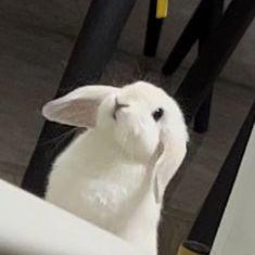 Vanilla Wu Github - Ultra HD Light Wallpaper - 4K