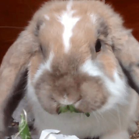 Bug Report Issue 24 Ohmyguus Bettercrewlink Mobile Github - Ocean Texture Collection - HD Quality