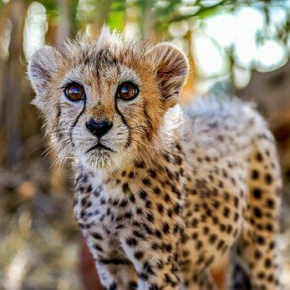 Mosquito Gthb Github - Professional Sunset Pattern - High Resolution