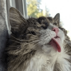 Azuki Github - Premium Abstract Art Gallery - Ultra HD