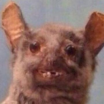 Toshiro Github - Premium Gradient Picture Gallery - 4K