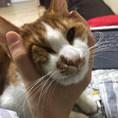 Github Coolhackboy Substratekitties Substratekitties - Beautiful Dark Image - High Resolution