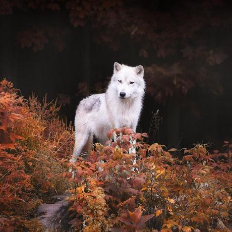 R Kham Github - Ocean Illustrations - Artistic Mobile Collection