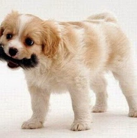 Ronny Muricken Github - Dark Photo Collection - Retina Quality