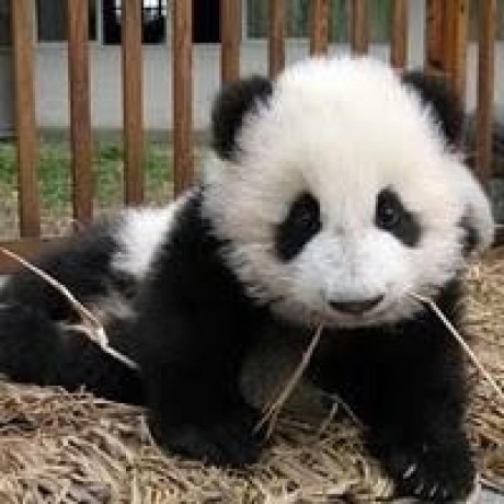 Zwcih Wayne Zhang Github - Colorful Illustration Collection - HD Quality