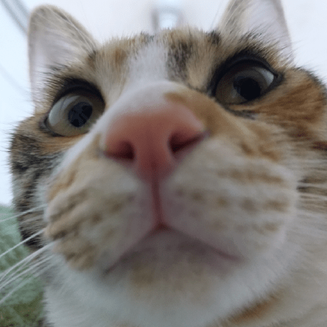 Chaeyeon2367 Chaeyeon Shim Github - Best Nature Wallpapers in Mobile