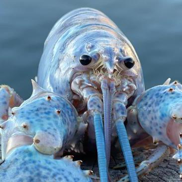 Warlocksmurf Robbin Ooi Github - Perfect Light Wallpaper - 4K