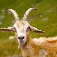 Github Karshdev Mycard - Best Landscape Illustrations in Desktop