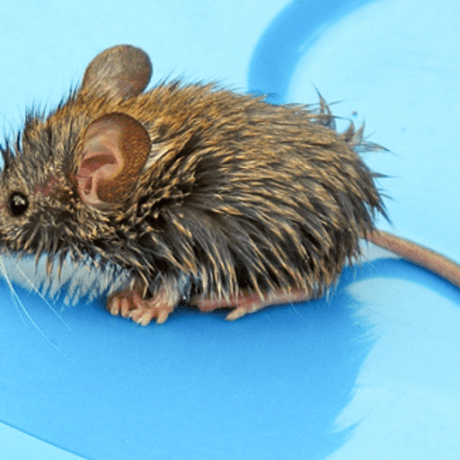 Github Nonowarn Shimeji4mac Porting Shimeji To Mac - Colorful Photos - Elegant Retina Collection