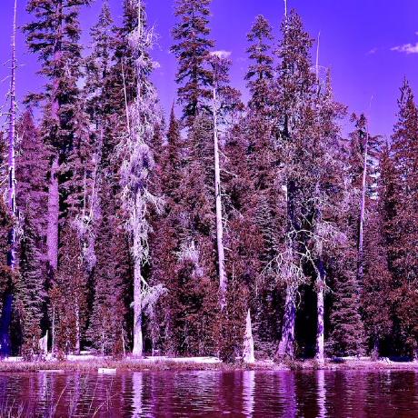 Github Waldlumen Wald Purple - Nature Images - Premium 4K Collection