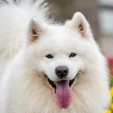 Githubecw Wong E Chern Github - Download Stunning Light Illustration | Ultra HD