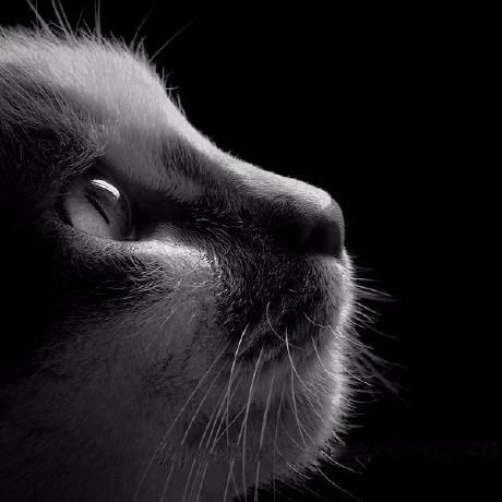 Hertzi418 Hertzi Github - Professional 8K Vintage Backgrounds | Free Download