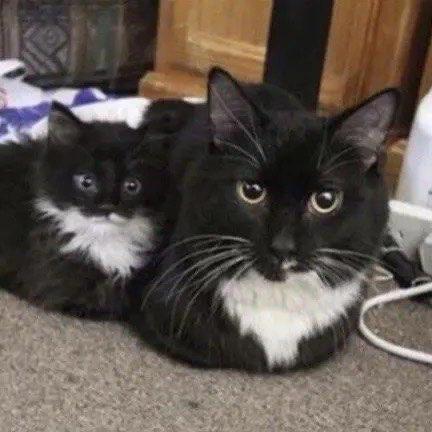 Razor7100 Razor Github - 8K Vintage Pictures for Desktop