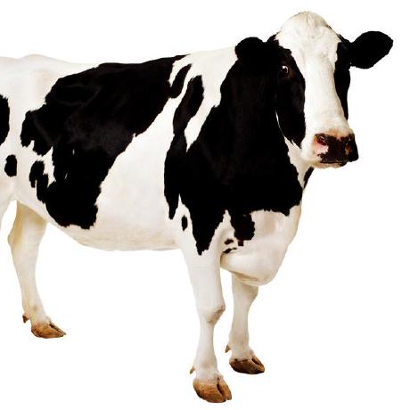 Petriaukia Petri Aukia Github - Download Stunning Sunset Picture | High Resolution