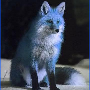 Cox Fox Github - Ultra HD 8K Vintage Textures | Free Download