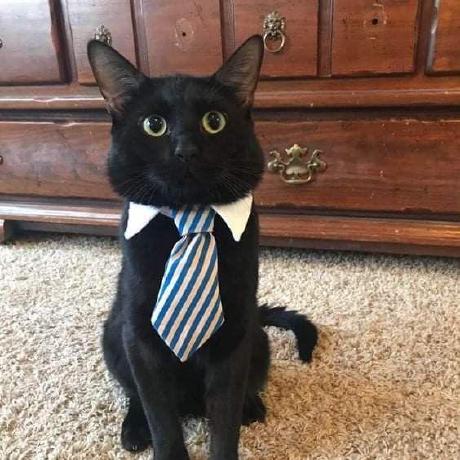 Trismegistus Development Github - Amazing Ultra HD City Arts | Free Download