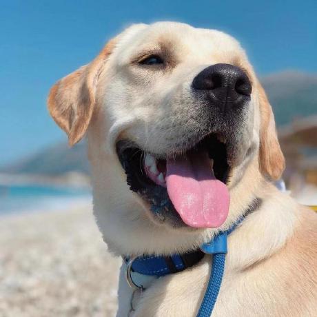 Labrador Github - Beautiful Geometric Design - 4K