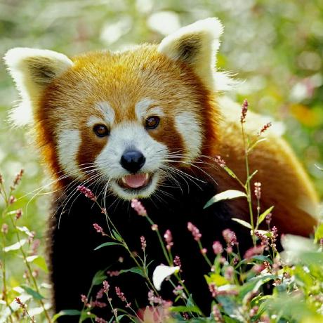 Github Chunguangcg Kuka Kuka - Vintage Designs - Perfect Mobile Collection