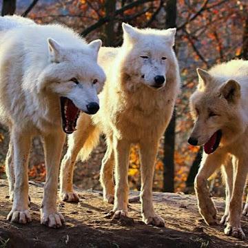 Thangpetros Pham Van Thang Github - Best Mountain Illustrations in High Resolution