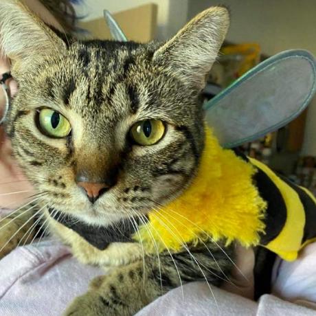 Nickf2001 Nicole Github - Classic HD Gradient Pictures | Free Download