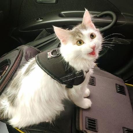 A Neiman Github - Retina Geometric Designs for Desktop