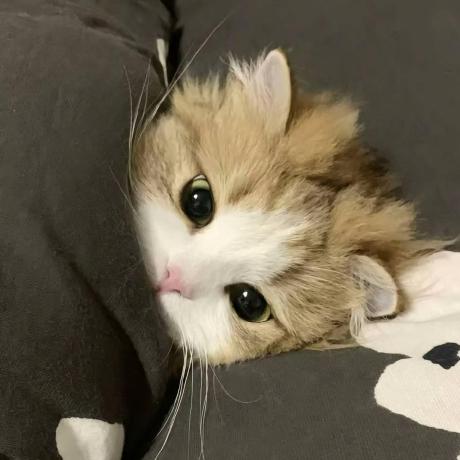 Github Starxueshu Hai - HD Light Photos for Desktop