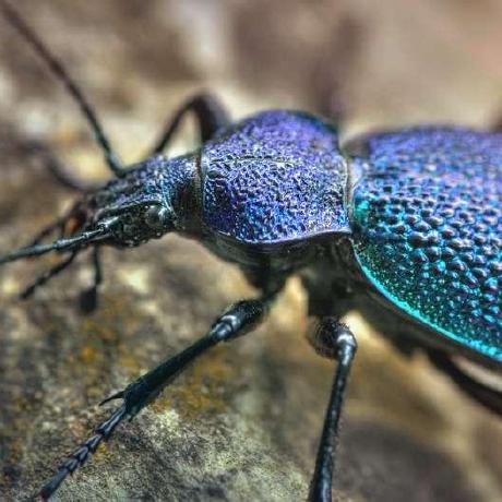 Beetle Github - Best Light Patterns in Mobile