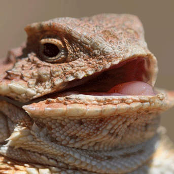 Kingdomsx Minecraft Plugin - Artistic Mobile Vintage Pictures | Free Download