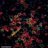 Ferum Labs Github - Stunning Mobile Landscape Designs | Free Download