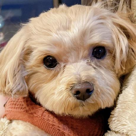 Erika Dorset Github - Best Colorful Images in Full HD