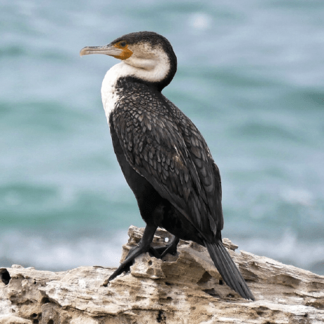 Cormorant Utils Py At Master Risilab Cormorant Github - Dark Wallpapers - Perfect HD Collection