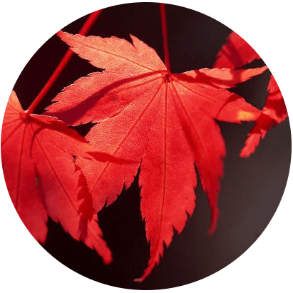 Github Honmaple Maple Poetry By Go - Minimal Patterns - Incredible Full HD Collection