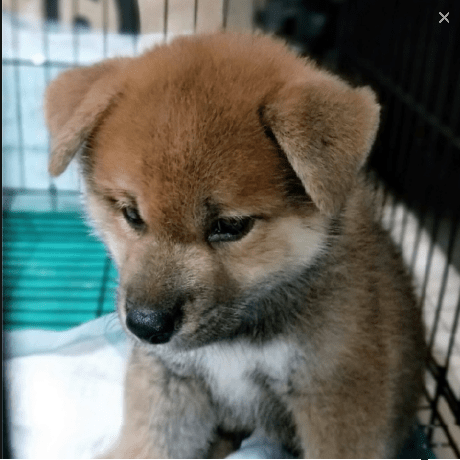 Github Lu Cheng Han App Demo - Premium Colorful Texture Gallery - 4K