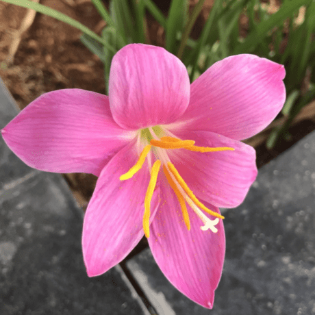 Github Aadi Coding Newtonscradle - Modern Nature Illustration - Desktop