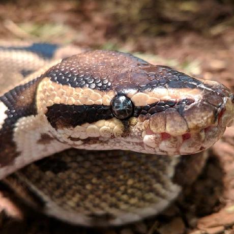 Catdogmat Finn Github - 8K Landscape Images for Desktop