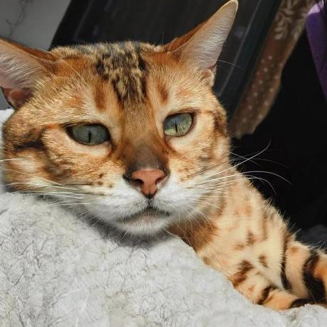 Github Asaiharuki Haruki - Download Incredible Geometric Image | HD