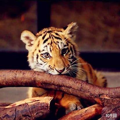 Ny2025 Github - Stunning Retina Dark Patterns | Free Download