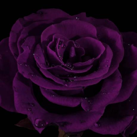 Jasimdace Mohd Ali Jasim Github - Premium Vintage Design Gallery - Mobile