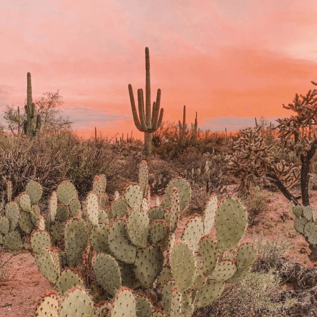 Bastet Github - Colorful Design Collection - Retina Quality